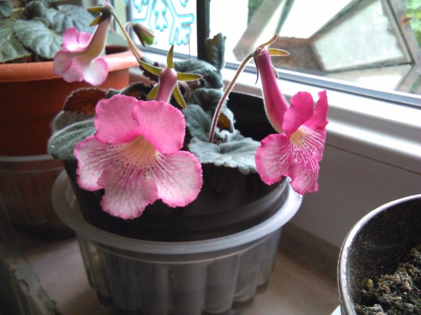  - Minisinningiile mele 2017