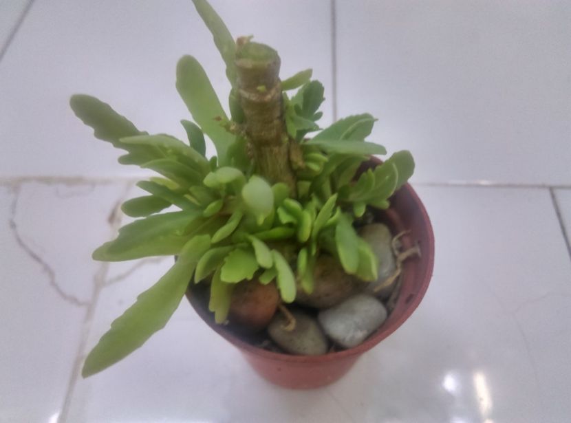  - Cactusi si suculente 2017