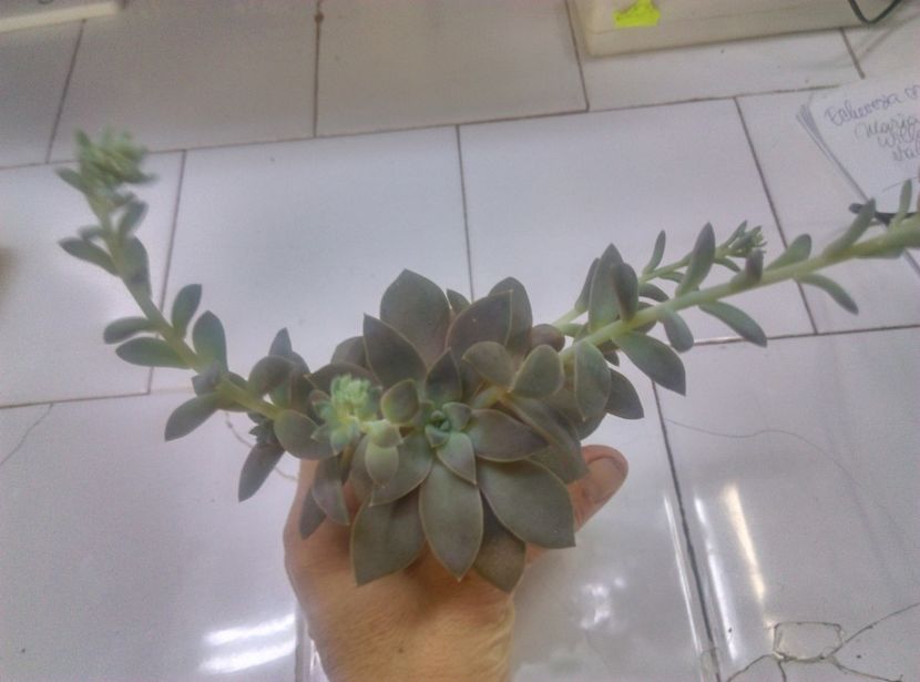  - Cactusi si suculente 2017
