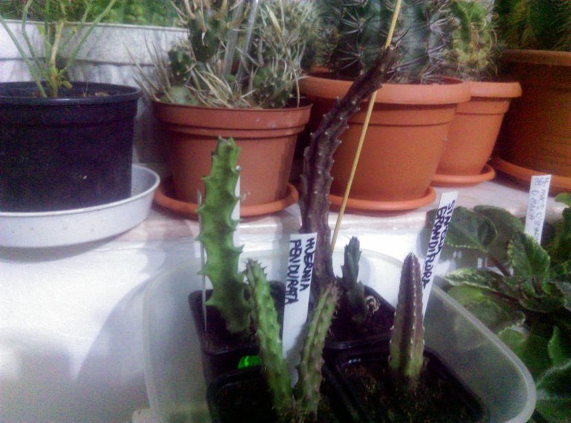  - Cactusi si suculente 2017