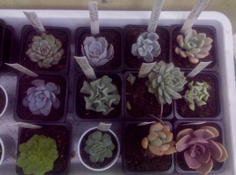  - Cactusi si suculente 2017