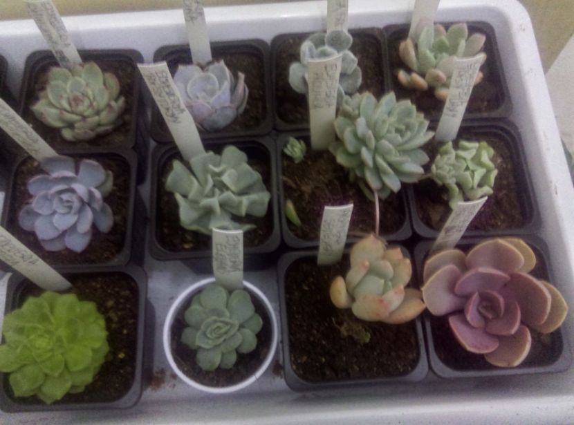  - Cactusi si suculente 2017