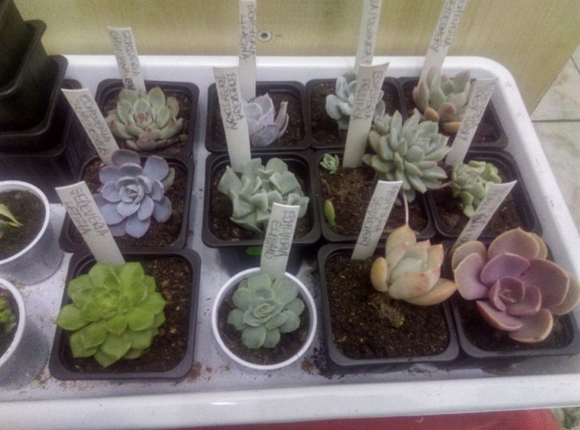  - Cactusi si suculente 2017