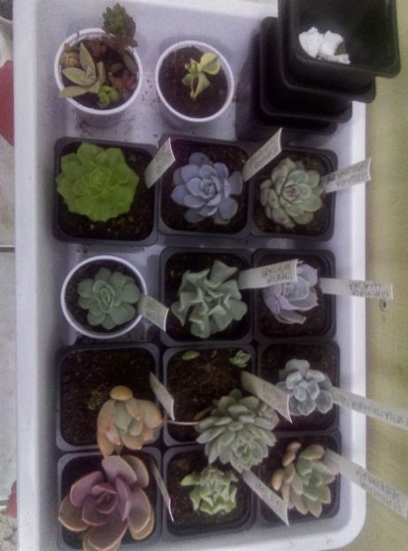  - Cactusi si suculente 2017