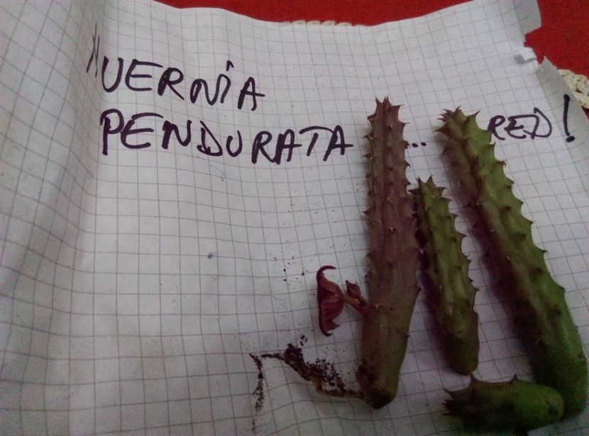  - Cactusi si suculente 2017