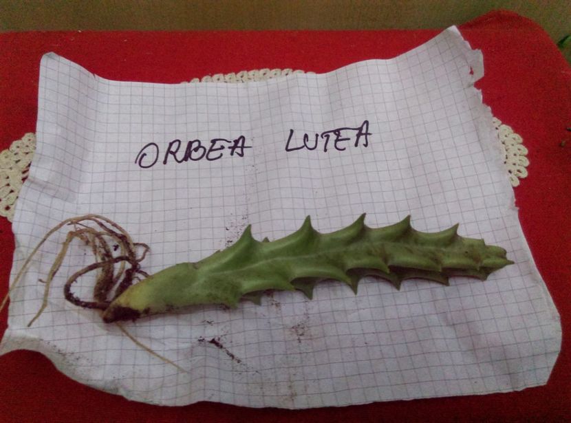  - Cactusi si suculente 2017