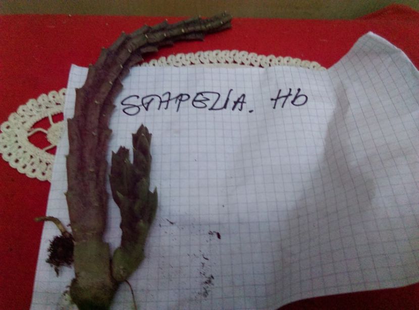  - Cactusi si suculente 2017