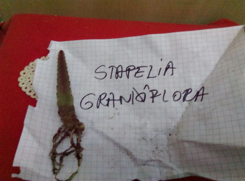  - Cactusi si suculente 2017