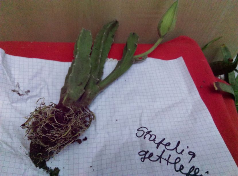  - Cactusi si suculente 2017