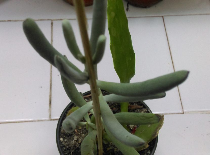  - Cactusi si suculente 2017