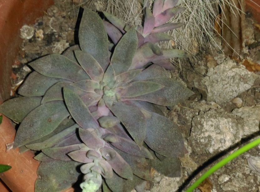  - Cactusi si suculente 2017