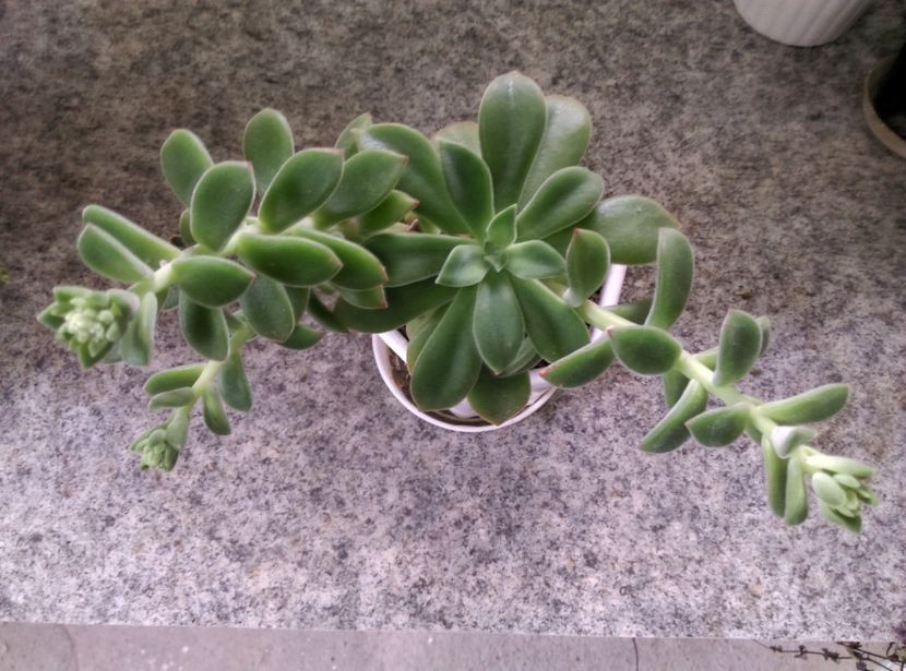  - Cactusi si suculente 2017
