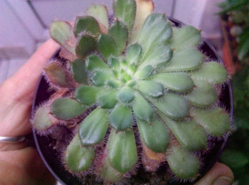  - Cactusi si suculente 2017