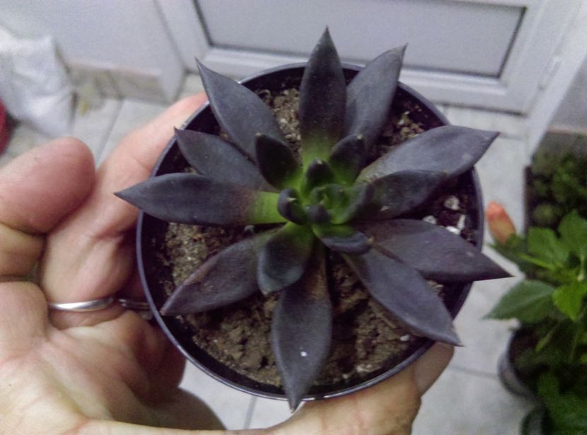  - Cactusi si suculente 2017