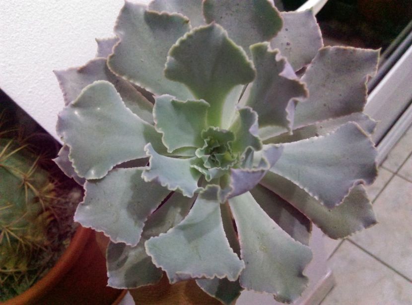  - Cactusi si suculente 2017