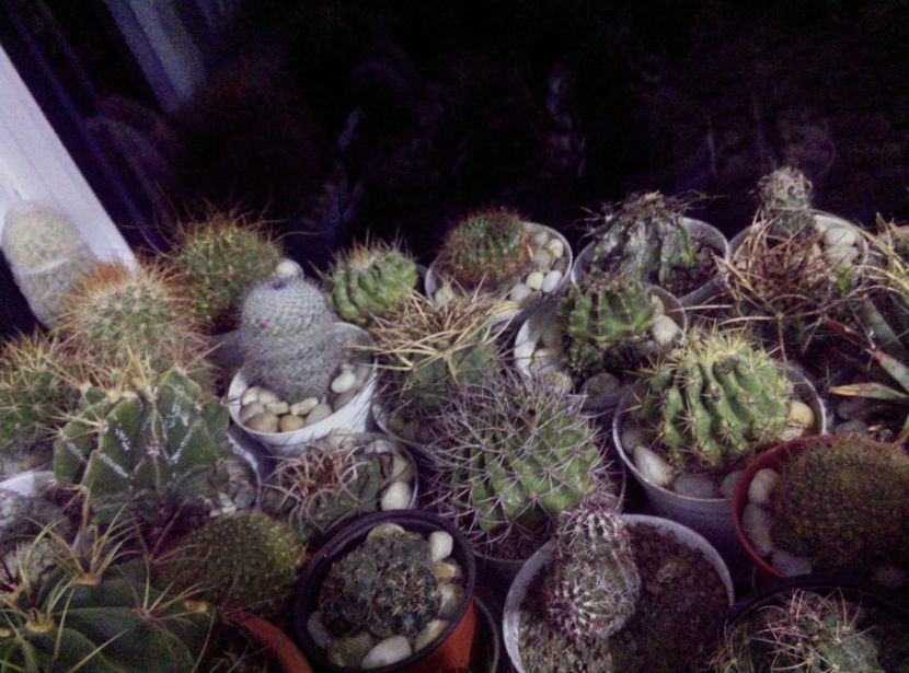  - Cactusi si suculente 2017