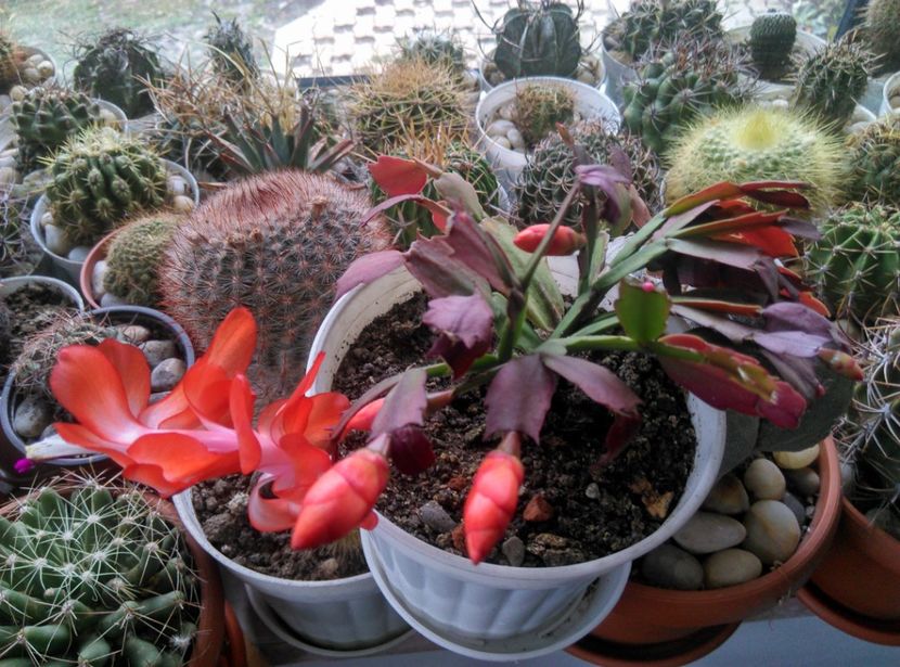  - Cactusi si suculente 2017