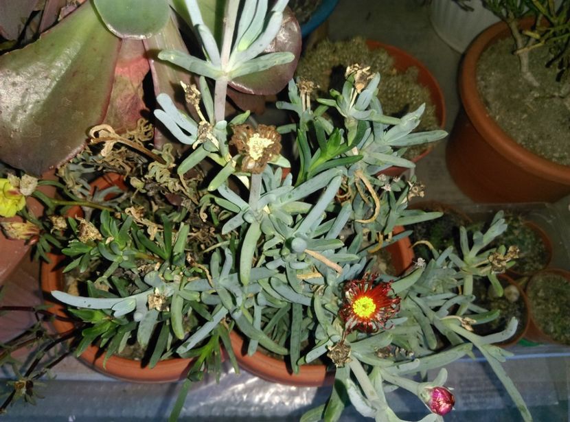  - Cactusi si suculente 2017