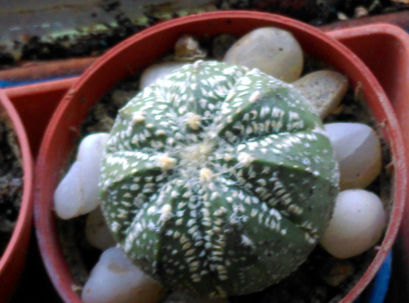  - Cactusi si suculente 2017