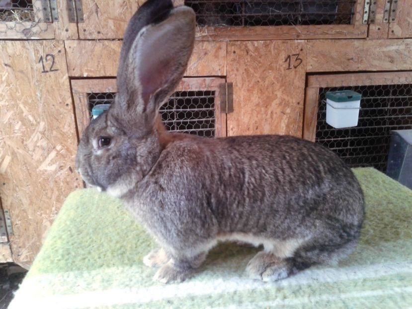 M 16 la 8 luni si 5 zile - M 16 - productie proprie