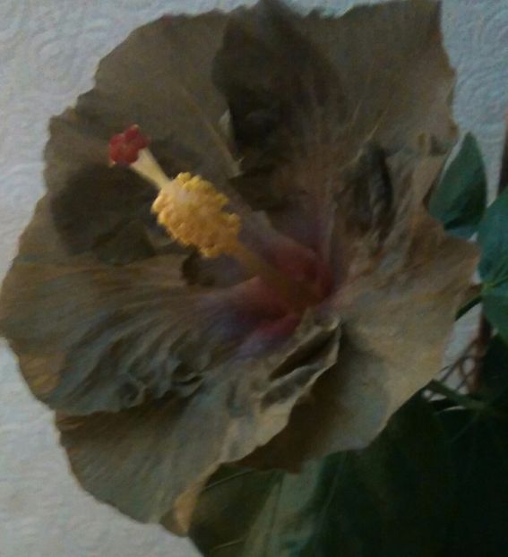  - Hibiscus Wallflower