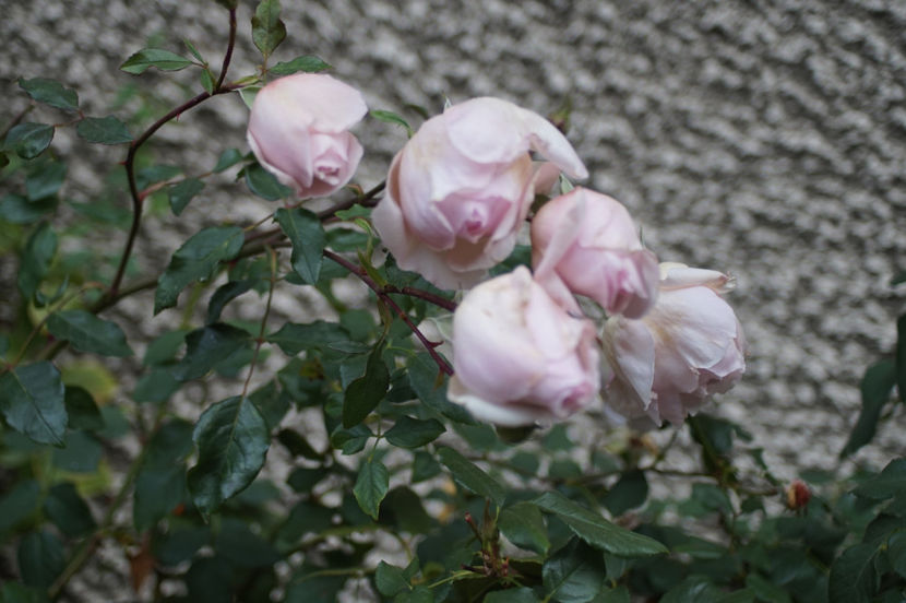  - The Wedgwood Rose