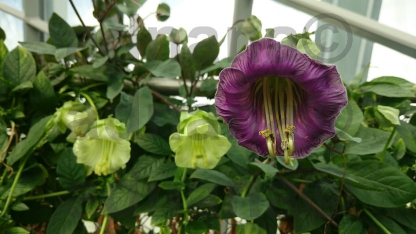  - Cobea Violet - Cobaea scandens purple