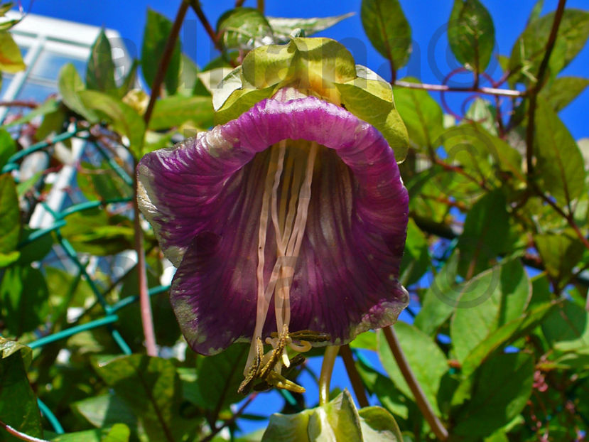  - Cobea Violet - Cobaea scandens purple
