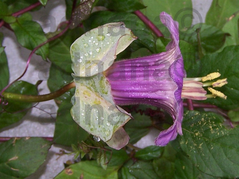  - Cobea Violet - Cobaea scandens purple