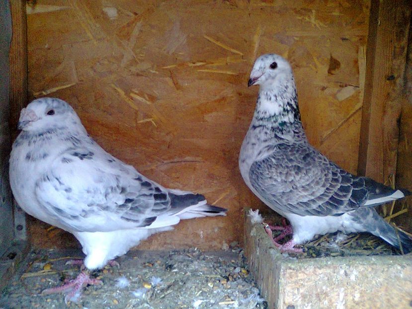 M 2012 + F 2017 - cuci