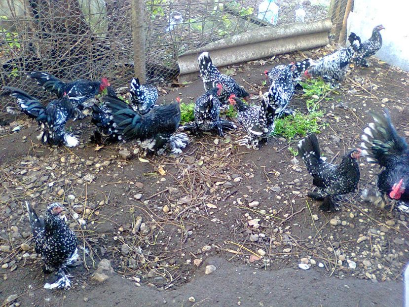 Fotografie2890 - fam 2017-2018