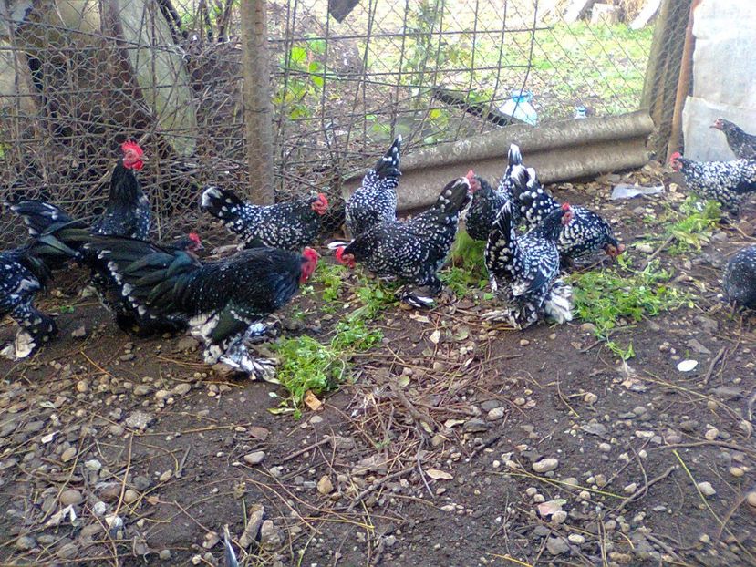 Fotografie2891 - fam 2017-2018