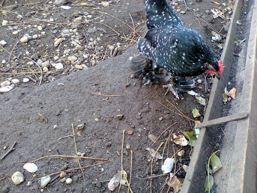 Fotografie2892 - fam 2017-2018