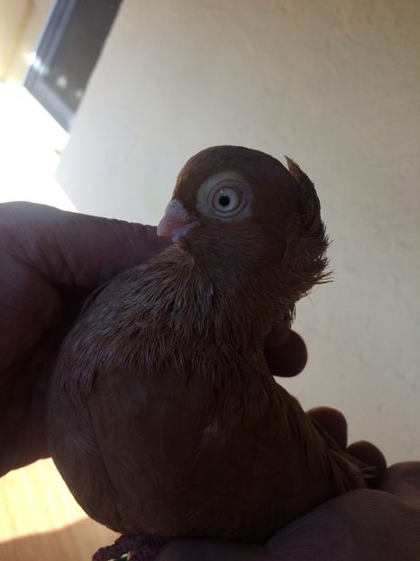 Galben M1 - 2013 - porumbei 2