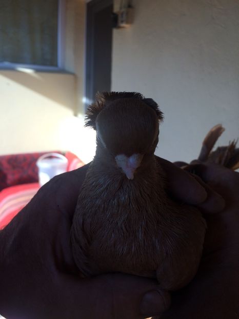 Galben M1 - 2013 - porumbei 2