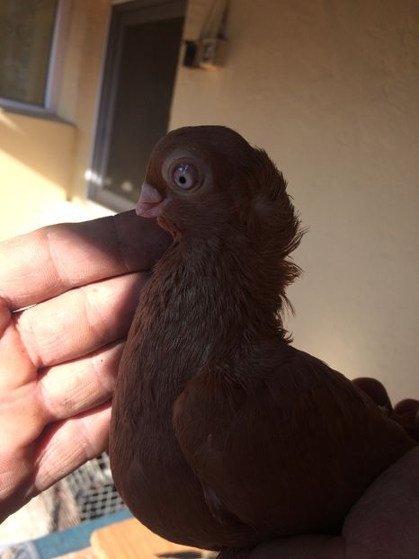 Galben M2 - 2016 - porumbei 2