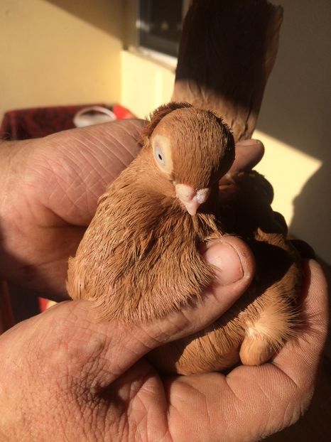 Galben M2 - 2016 - porumbei 2