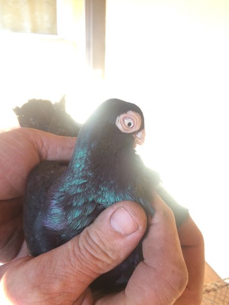 Corb nemotat M 2014 - porumbei 2