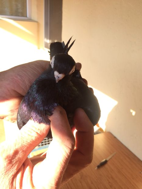 Corb M1 - 2017 - porumbei 2