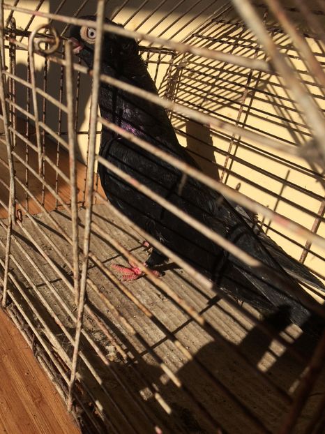 Corb M2 - 2017 - porumbei 2