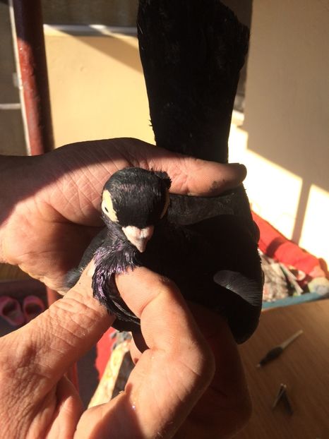 Corb M2 - 2017 - porumbei 2