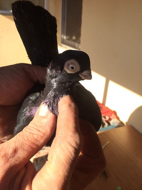 Corb M2 - 2017 - porumbei 2