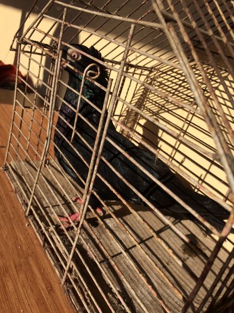 Corb M3 - 2017-2016 - porumbei 2