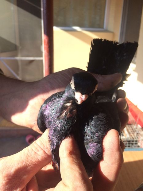 Corb M3 - 2017-2016 - porumbei 2