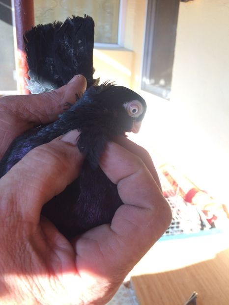 Corb M3 - 2017-2016 - porumbei 2