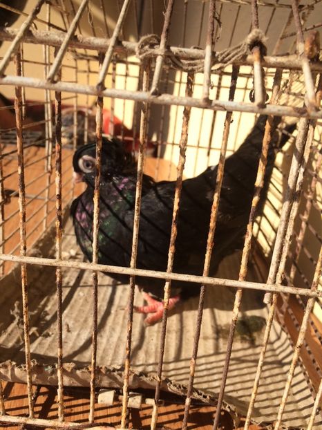 Corb M4 - 2017-2016 - porumbei 2