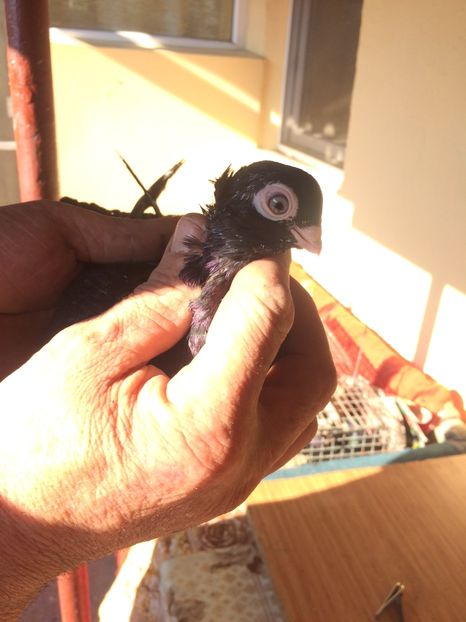 Corb M4 - 2017-2016 - porumbei 2