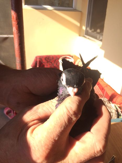 Corb M4 - 2017-2016 - porumbei 2