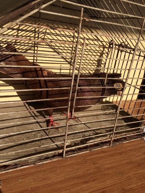 Roșu M5 - porumbei 2