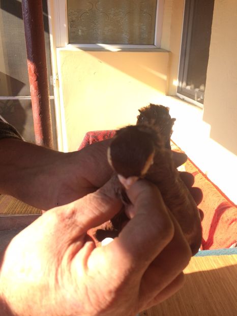 Roșu M5 - porumbei 2